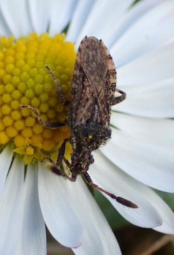 Réf. 192 893 : Strobilotoma typhaecornis